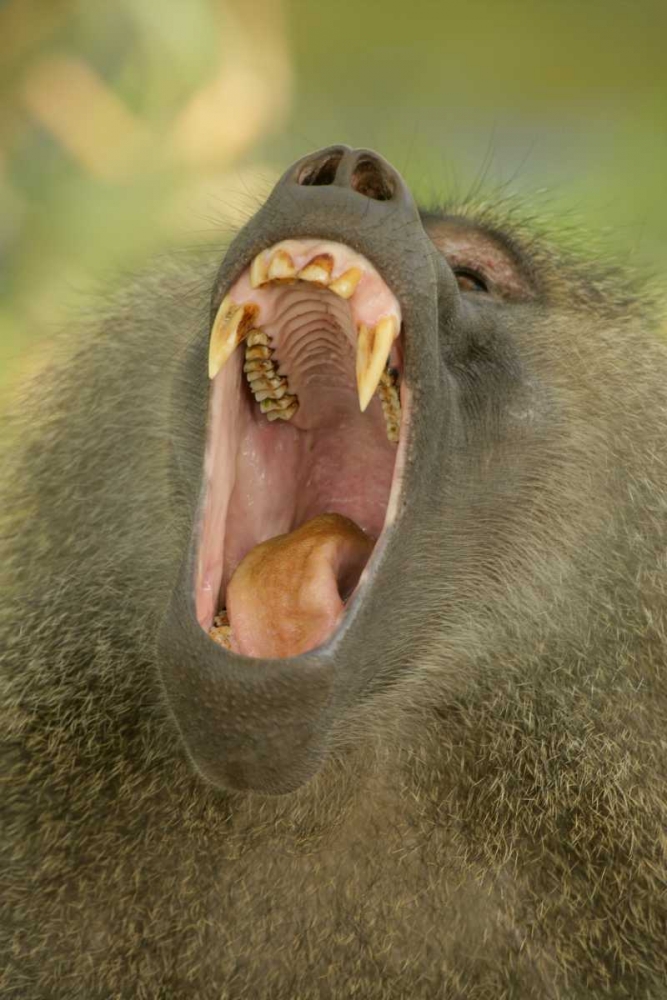 Tanzania, Lake Manyara Olive baboon yawning